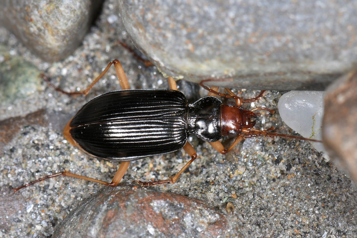 Avigliana, Lungo Dora: Carabidae lungo il fiume.